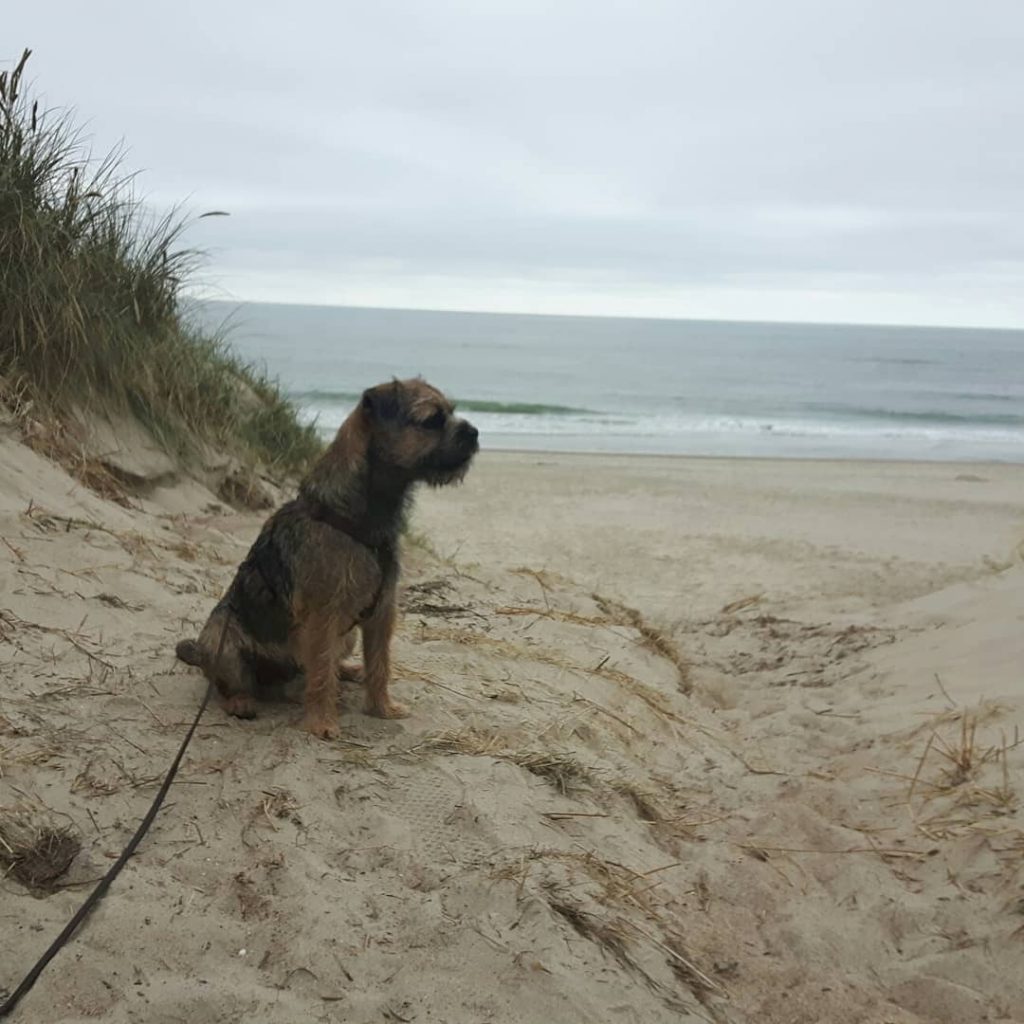 Border Terrier Pelle in Söndervig Dänemark Urlaub mit Hund
